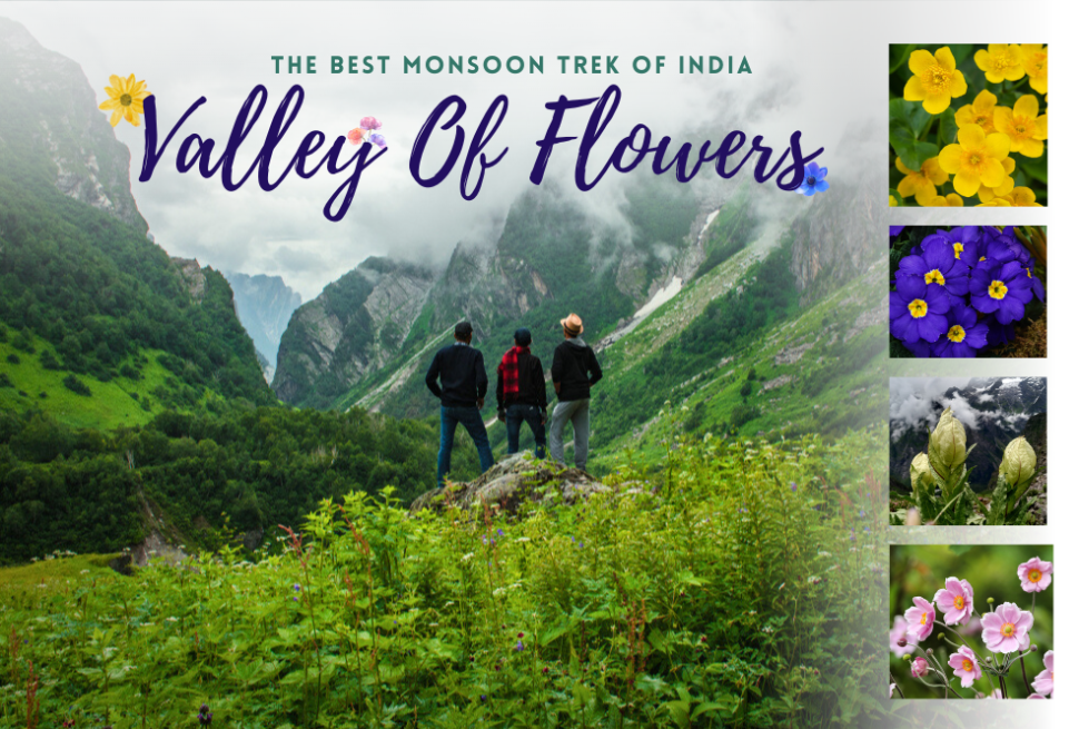 A vibrant landscape of the alpine meadows showing the best time to visit Valley of Flowers in Uttarakhand.