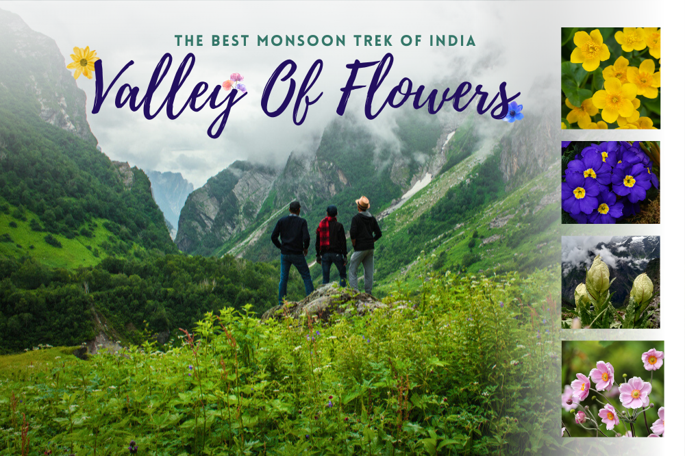 A vibrant landscape of the alpine meadows showing the best time to visit Valley of Flowers in Uttarakhand.